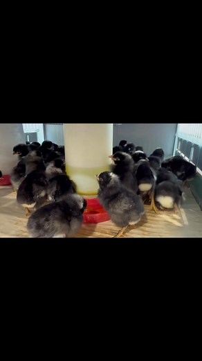 Just received a new shipment of baby chicks Thursday morning 4/10. Breeds include Golden Sex Link Pullets, Silver Laced Wyandotte Pullets, Barred Plymouth Rock Pullets, Rhode Island Red Pullets and Rainbow Egger Pullets. | Choice Hardware and Home Center