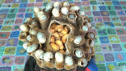 15K views · 87 reactions | OMG!! Scratching Giant Worms In Huge Dandruff On Biggest Hole #1759 #ticks #removetick #Dandruff #dandrufftreatment #dandruffremoval | Help remove ticks | Facebook