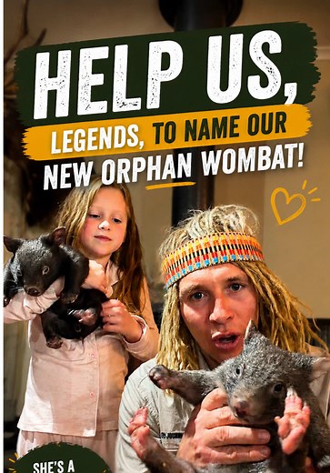 🐻🌱 NAME THIS WOMBAT! 🌱🐻 Crikey Moses, legends, we need your help! We’ve got a brand-new little orphaned wombat girl in care after some local veggie farmers found her beside her mum, who had sadly been hit on a bridge. Thankfully, these legends stopped and checked, and that’s how this little critter got a second chance. She copped a bit of superficial damage to her nose and face, but nothing serious, and she’s already settling in well. We also pulled a few ticks off her last night, and so far