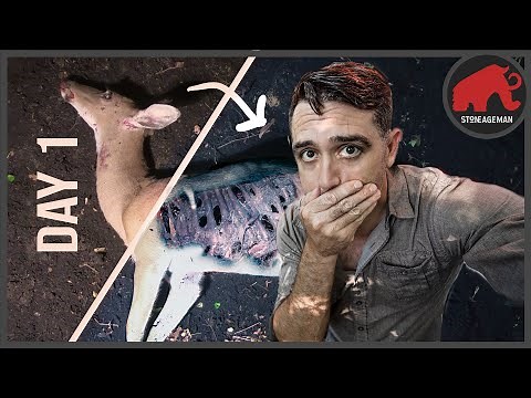 Deer Turns to Dust Before My Eyes: Epic Decomposition Time-lapse!