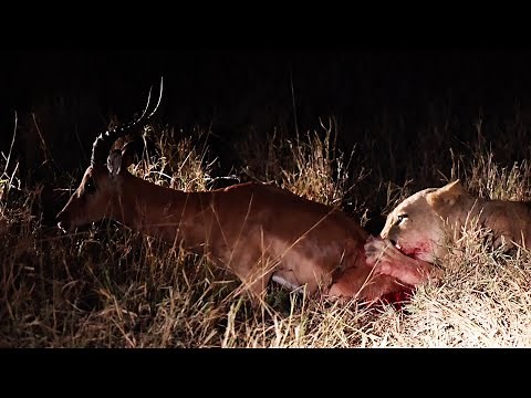 LION Eats IMPALA Alive. *** NOT FOR SENSITIVE VIEWERS ***