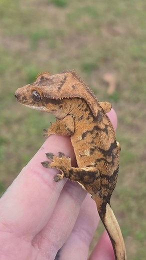 Those stripes 🫠🫠🫠🫠🫠 Swarm x Melancholia spawn ✨️ ◇ ◇ #crestedgecko #crestedgeckosofig #crestedgeckosofinstagram #crestie #crestiesofig #gecko #geckosofig #geckokeeper #geckolove #crestiegram #reptiles #reptilesofig #reptilelover #reptilekeeper #exoticreptiles #exoticpets #pets #petstagram #petsofinstagram #geckobreeder #crestedgeckobreeder #reptilebreeder #eyelashgecko #eyelashgeckosofig #newcaledonia #newcaledoniangeckos #correlophusciliatus #herps #herpetology #murderousmorphs | Murderous