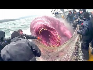 Weirdest Ocean Creatures Caught on Camera