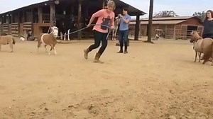 27K views · 735 reactions | Coisa mais fofa  | Cavalo uma Paixão | Facebook