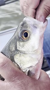 🔥🎣 The Fish Bomb 💣 Is The BOMB!! UV Enhancer Flavored Fish Attractant = Fish On Your Line! Available in: UV Shad UV Xtreme Garlic UV Crawfish Sold at Clear Lake Bait - 524 Hwy 18 Clear Lake Iowa #thefishbomb #clearlakebaitandtackle #clearlakeiowa #baitshop | Clear Lake Bait & Tackle Inc.