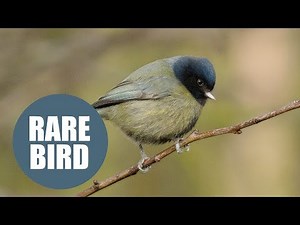 Remarkable photograph shows outstanding unique bird named as 'freak blue tit'