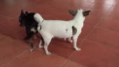 Paire d’accouplement de chien de Chihuahua