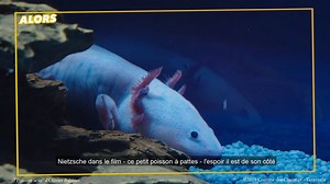 Alors aime le film PoissonSexe ! Une fable écolo, drôle et pleine de poésie. Au cinéma ce mercredi 2 septembre ! Un film d'Olivier Babinet avec Gustave Kervern et India Hair Rezo Films | Alors Média