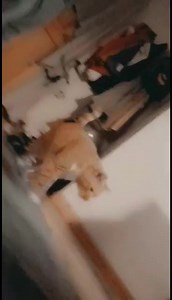 ℙ𝕖𝕥𝕖𝕣𝕙𝕖𝕒𝕕 𝕃𝕚𝕧𝕖 on Reels