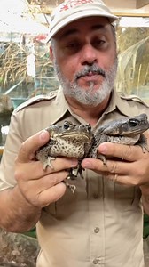 2.7K views · 133 reactions | Long story short, don’t mess with cane toads  #toad #poison #learnontiktok | Rhonda Ranger | Facebook