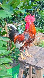 1K views · 16 reactions | Adorable My Rooster Crowing Sounds |...