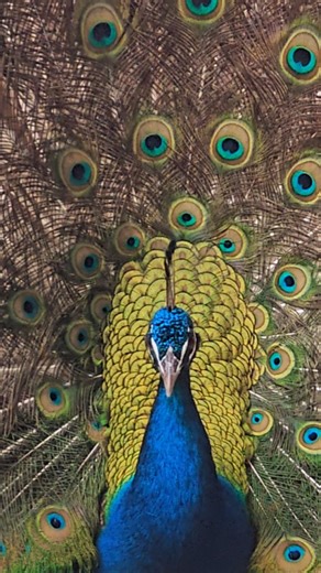 33 reactions · 7 comments | Are you watching? ❤️ Mr. P Cocky knows the season finale for his dance residency is coming soon. Tired as he may be from shaking those 6ft tail feathers, he performs with the most professional show face. 連 #peacock #dance #dancelife #feathers #shakeitup #partyanimal | Gratitude Gate | Facebook