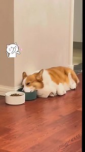 How a lazy corgi puppy~🏊🏻‍♂️ #corgi #corgisofinstagram | Corgi Appreciation