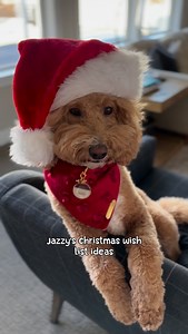 2.6K views · 1K reactions | Christmas wish list ideas… in case you have any last min shopping 來 Dm me for link to any of these 殺殺 #doglife #jazzyschair #goldendoodle #goldendoodles #goldendoodlelove | Jazzy | Facebook