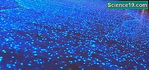 В какви държави и континенти живеят вълците? 💫 Научно-Популярен Мултимедиен Портал. 2025