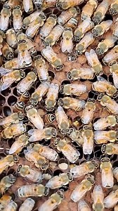 This frame shows a group of healthy bees, who are active in their hive. Looking at the brood and larvae, it seems that this colony is healthy and prosperous. With the availability of pollen and feed, the bees are getting the necessary nutrition for their life. The activity of the roaming bees shows how active and vibrant this colony is." #bee #bees #honeybee #honeybees #beesofinstagram #honey #usa Dja Mel Sebastián Valentín Risco @highlight | Shehzaad Ali