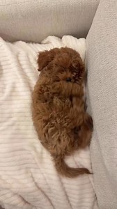 😅😅😅😊😊😊 | Free cavapoo puppies for adoption and rehoming