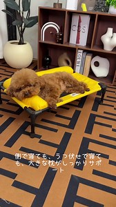 犬用ベッドのおすすめ｜夏の暑さを和らげるペットベッド選び