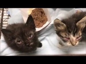 SAD UPDATE: Kittens were not rescued and were humanely euthanized. URGENT! Two Sick kittens need rescue TODAY at OC Animal Care. A1678823-4 Message from shelter: These poor little kitties just came in. They are probably transitional age. Their eyes are very swollen and they have a little crustiness on their legs, ears and tail. They tested positive for scabies. This is easily treated. Their biggest concern is the eye issue as we are not sure if the tabby kitten will be visual. Our veterinary sta