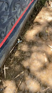 Tarian bg tamtam🔥🔥🔥 pasukan merah PANGLIMA JILAH. #Tariuborneo #pasukanmerah #panglimajilah #sukudayak #kalbar #kalteng #kalsel #kaltara #kaltim #indonesia #budayaindonesia #sukudayak #dayak_culture #kalimantan #reelsvideoシ #fbproo #semuaorg #semuaorang | Umoh Remaung