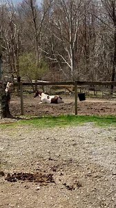 15K views · 84 reactions | There was a sun Bathing Theme here on the ranch today…❤️ | Cowgirl Up Ranch NY | Facebook
