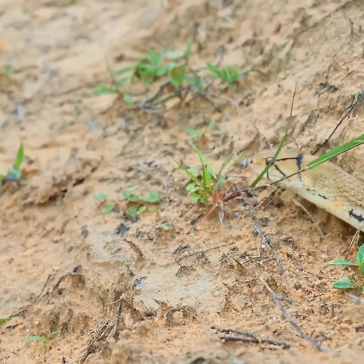 A fierce battle | Snake Doctor
