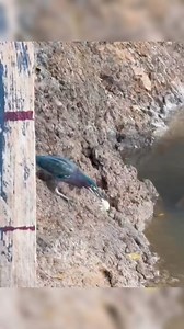 The smart Bird | Anthony Alexis