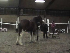 Clydesdale Horse Loose Jumping