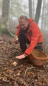 657K views · 2.8K reactions | Heavy wind, rain…. But who cares….I onlyfollow my passion  Love you Tuscany ❤️ #porcini #grzyby #funghi #jamur #грибы #asmr #pilze #Boletus #borowik #mushroom #เห็ดผึ้งหวาน #मशरूम #cèpes #ciuperci #hribi #houby #steinpilze #funghiphotography #champignon #nature #naturelover #naturelovers #naturephoto #natura #happiness #เห็ด #การเก็บเงิน | Adam Dobrowolski | Facebook