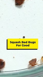 716K views · 66 reactions | Bed bugs can be extremely difficult pests to get rid. Find an exterminator you can trust❌ | Yahoo | Facebook