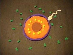 00sperm