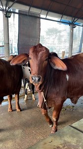Mofazzal Cattle Photography on Reels