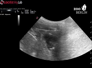 12K views · 1.1K reactions | ❓ | Zoo Berlin | Facebook