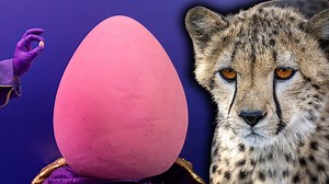 World’s largest Cadbury Mini Egg weighs as much as an adult cheetah