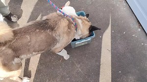 Sable - Santa Paws 2023 | Rakki-Inu Akita Rescue | Facebook