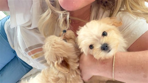 Happy, bouncy, fuuuunnn little puppies! They are so full of kisses! www.princesspuppies.com. #puppybreath #maltipoos #NeverADullMoment #princesspuppies | Princess Puppies