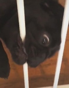 Cuando tu pug se empeña en destruir todo lo que ve a su paso. 😰 Síguenos en Tiktok tiktok.com/@pugmaniaof | PugManía