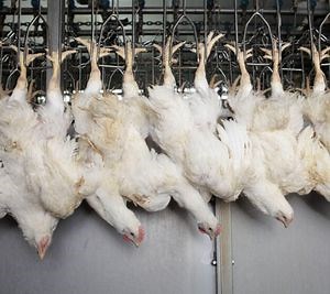 [Hot Item] Automatic Poultry Cage System Chicken Duck Abattoir Machine Goose Slaughter Equipment