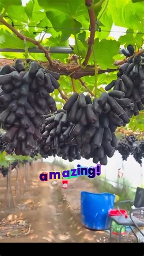 Perkebunan anggur moondrop 😍 #grapes #viralvideos #fyp #viral | Bang Omen