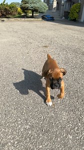 6K views · 896 reactions | Pretty girl ! 勺Myrtle勺 8 weeks Athena & Aries litter The Dirty Dozen She’s hanging out with me for a week till her forever family arrives on Saturday This little girl will be heading out to Manitoba 勺 | Angels by the Dozen Boxers | Facebook