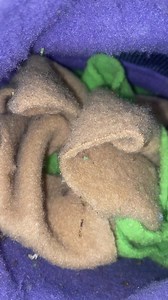 11K views · 37 reactions | Midge❤️ | Secret Squirrel Wildlife Rehabilitation | Facebook