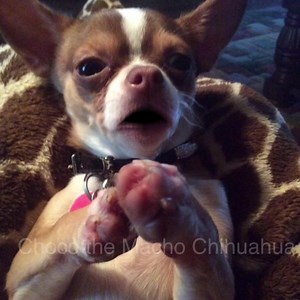 (Dusty Middlebrooks) Prayer for Kenny and Taylor Clarke🙏🏻💔🐶🐾 | Choco the Macho Chihuahua