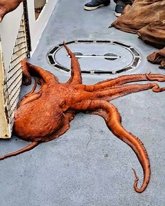 Giant Pacific octopus caught & released in Redondo Beach, California | MetDaan Fashion