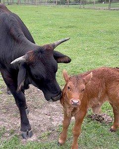 Baby bath time | Shirtless Jake's Homestead