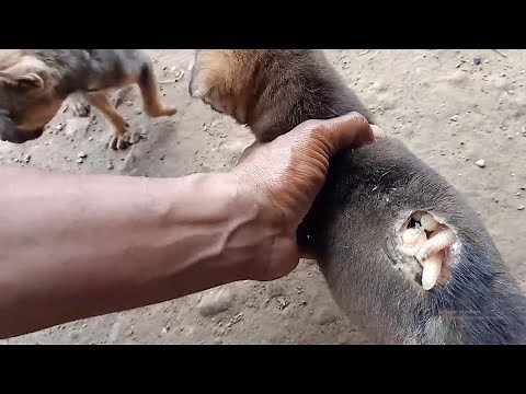 Mangoworm Removal From Dog, Remove Mangoworm On Dog | video mangoworm 2021