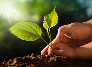 Free Tree Seedlings In Belleville For 2019 (How To Get Yours)