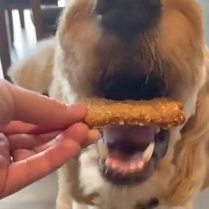 17 reactions | Banana Peanut Butter Dog Treats. 3 ingredients and tested and approved by Chester and Charlie!    ✅ RECIPE: https://avirtualvegan.com/peanut-butter-dog-cookies-2/ | A Virtual Vegan | Facebook