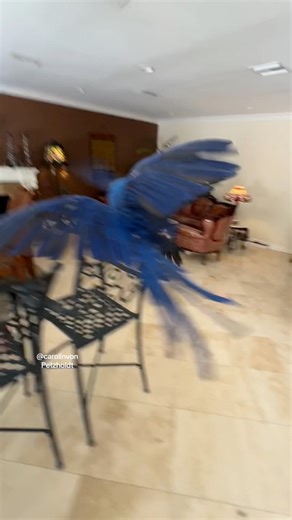 5K views · 303 reactions | Three Male Hyacinths Macaw Fighting over Female dominance! #male #female #macaws #birds #hyacinths #hyacinthmacaws #birds #parrots #animals #animallover #cuteanimals #birdlover #carolinvonpetzholdt#happyplace #hyacinthmacaw #goldenconures #goldenconureofinstagran #carolinvonpetzholdt #angelicparrots #conures #conure #conuresofinstagram | Carolin von Petzholdt | Facebook