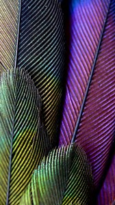 The Green-breasted Mango 🥭 #Hummingbirdlove #hummingbird #reel #animals #videobird #viral #bird #nature #animais | Hummingbird Love