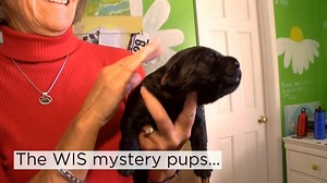 3.8K views · 41 reactions | These puppies are cute -- but smart, too!...